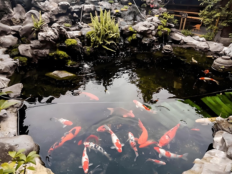 假山錦鯉魚(yú)池